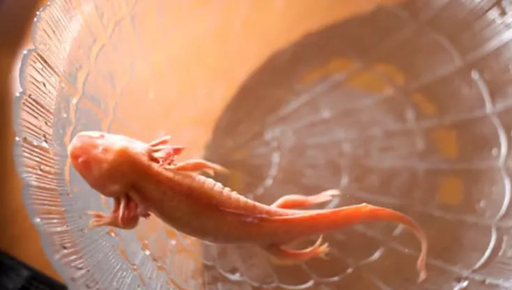 Una creatura insolita si muove nell’acqua, una bimba si avvicina e scopre che non dovrebbe essere lì