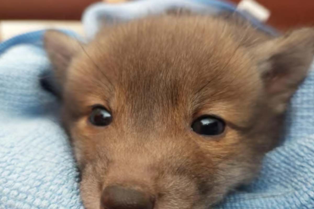 Pensava di aver salvato un cane randagio: la verità emerge poche ore dopo