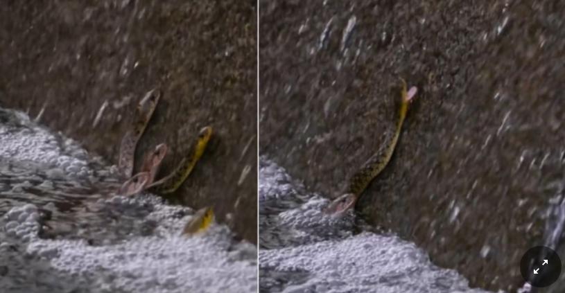 «Mai visto nulla di simile», il video incredibile dei serpenti che cacciano pesci al volo usando la tecnica degli orsi