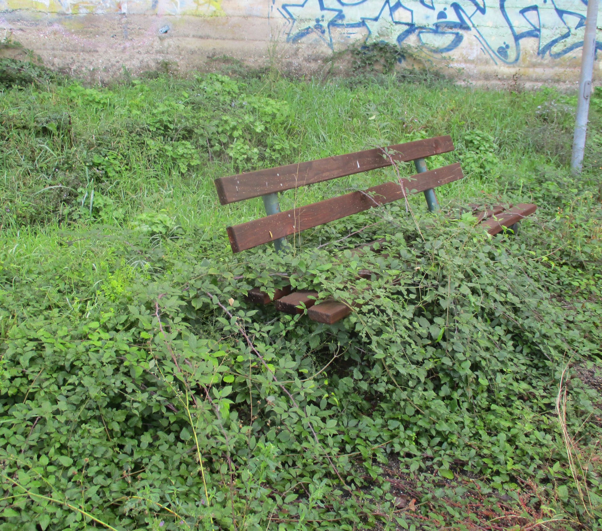 La foresta del verde pubblico